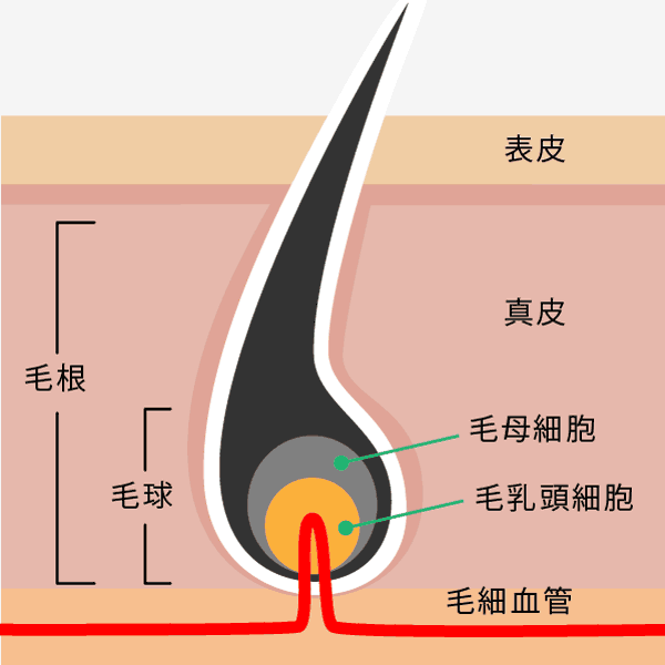 薄毛に関わる髪の毛の構造