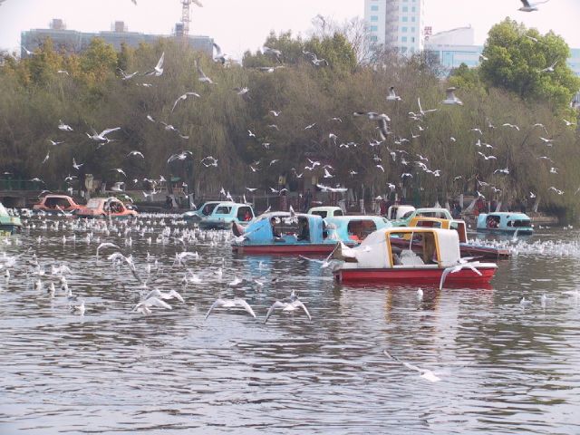 雲南省昆明の翠湖公園