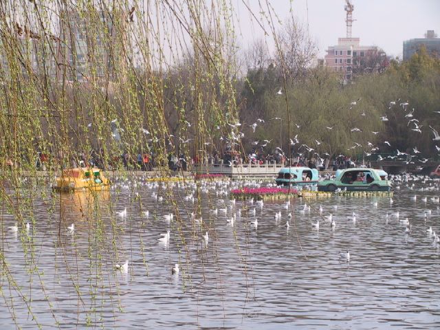 雲南省昆明の翠湖公園