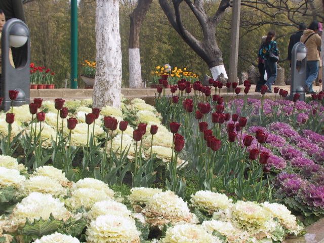 雲南省昆明の翠湖公園