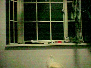 オプション無し