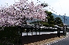 sakura9.jpg