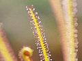 d-filiformis-b-r