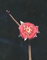 NO PHOTO D-p11-1