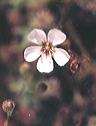 NO PHOTO D-p13-4