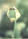 NO PHOTO Dar-01-4
