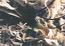 NO PHOTO Dio-01-5