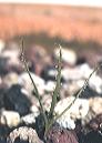 NO PHOTO Dro-01-1