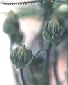 NO PHOTO Dro-01-4