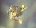 NO PHOTO Dro-01-5