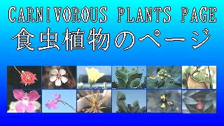 CARNIVOROUS PLANTS PAGE