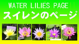 WATER LILIES PAGE