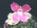 NO PHOTO P-c05