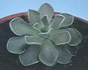 NO PHOTO P-c10