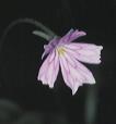 NO PHOTO P-e03-2
