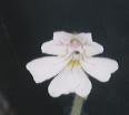 NO PHOTO P-e03-4