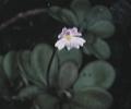 NO PHOTO P-e03