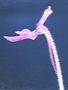 NO PHOTO P-g03-2