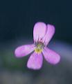 NO PHOTO P-j02-2