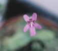 NO PHOTO p-p06