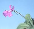 NO PHOTO P-z01