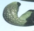 NO PHOTO S-06-a