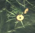 NO PHOTO U-f05-2