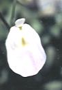NO PHOTO U-l10