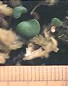 NO PHOTO U-n05-1