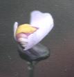 NO PHOTO U-n08-2