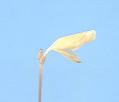 NO PHOTO U-o03-1