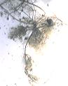 NO PHOTO U-p21-1