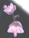 NO PHOTO U-p21