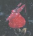 NO PHOTO U-q01-3