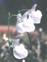 NO PHOTO U-r07
