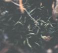 NO PHOTO U-s18