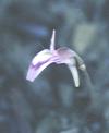 NO PHOTO U-t10-1