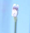 NO PHOTO U-u01-2