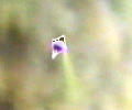 NO PHOTO U-v01