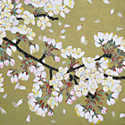 Cherry Blossoms (2013)