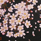 Cherry Blossoms (2013)