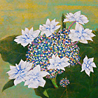 Hydrangea (2014)