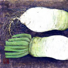 Japanese white radish (2017)