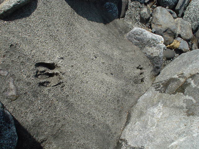 Footprint of an animal left on a riverside..