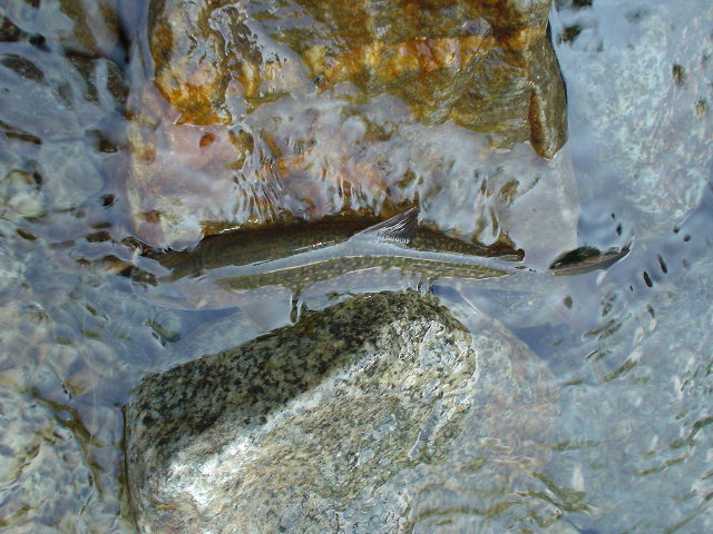 Photo of IWANA, a Japanese char.