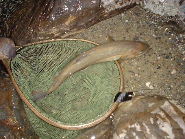 Photo of IWANA, 27cm in the evening.