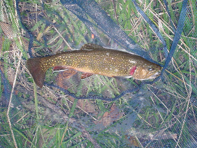 Photo of Brook(?) trout