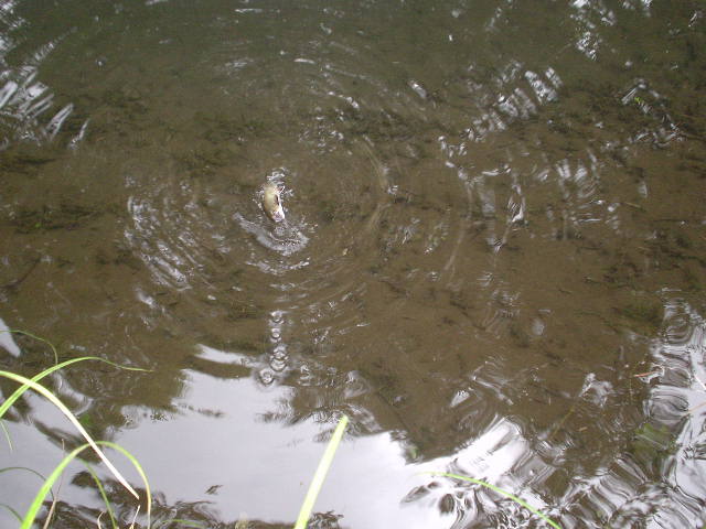 Photo of fish hooked