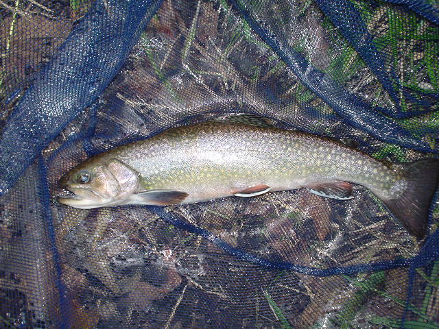 Photo of IWANA, a Japanese char.