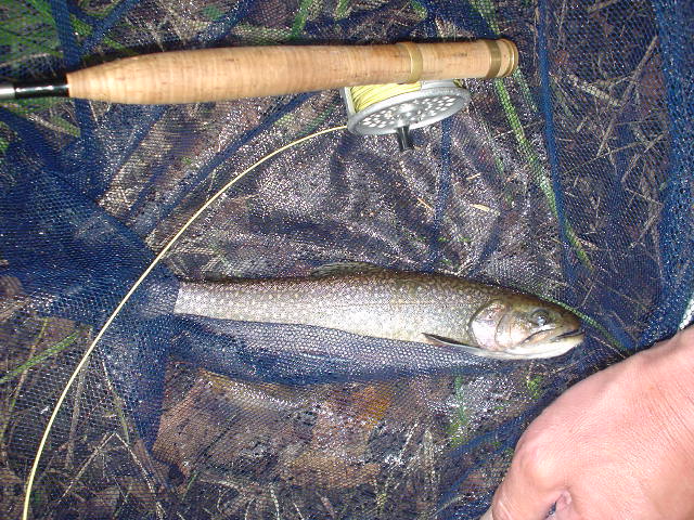 Photo of the same fish with fly rod grip